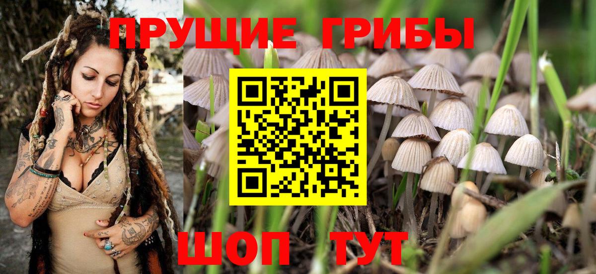 Псилоцибиновые грибы Psilocybe Азнакаево